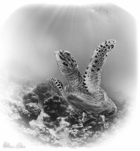 Up for Air by Steven Miller 